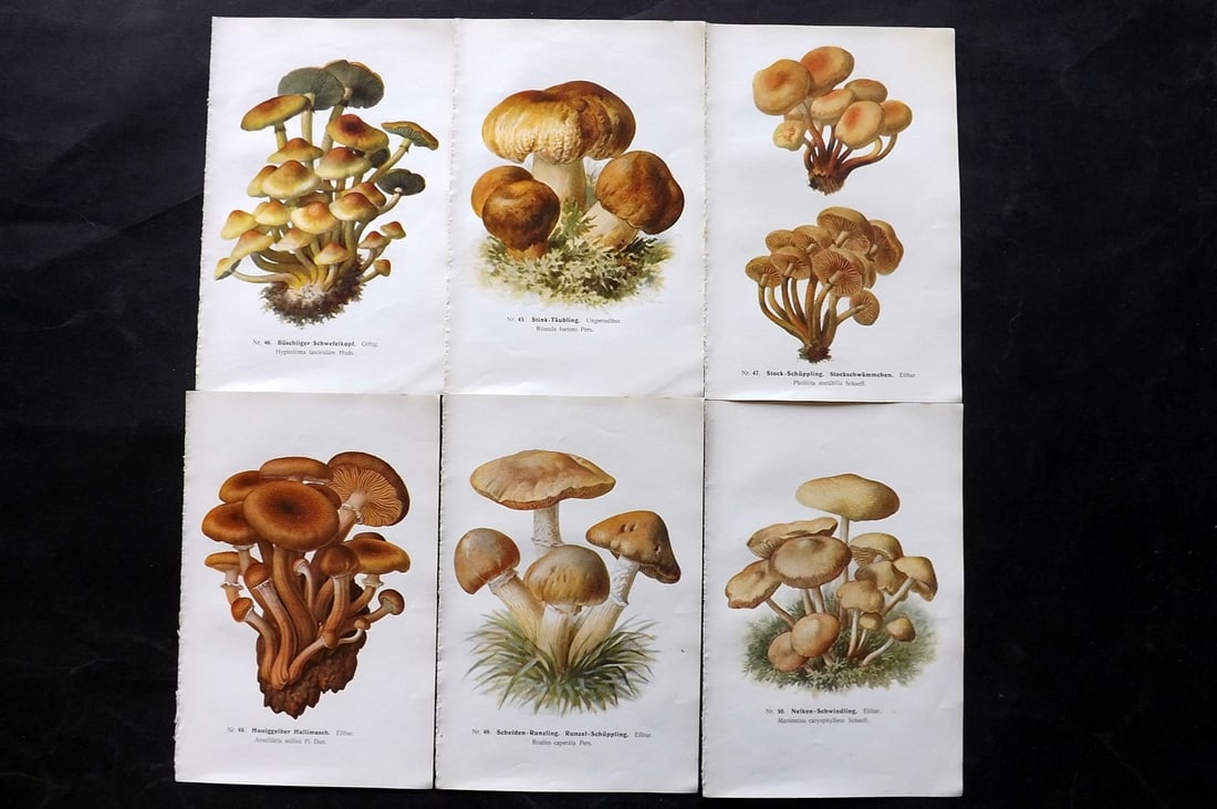 Michael, Edmund 1907 Lot of 6 Antique Mushroom Prints: Offset Lithograph Published 1907, Zwickau, Germany for "Fuhrer fur Pilzfreunde" by Edmund Michael. Paper Size: 8 x 5 inch (20 x 13cm) Text to the reverse but none showing through front side. Some with