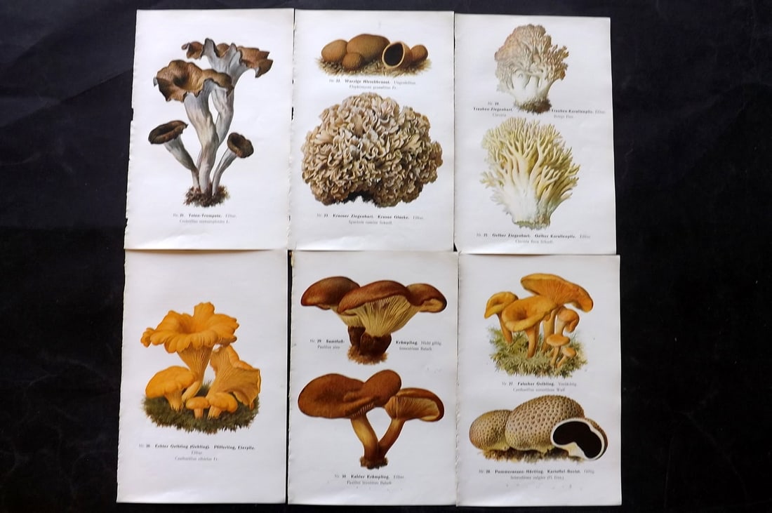 Michael, Edmund 1907 Lot of 6 Antique Mushroom Prints (1 of 2)