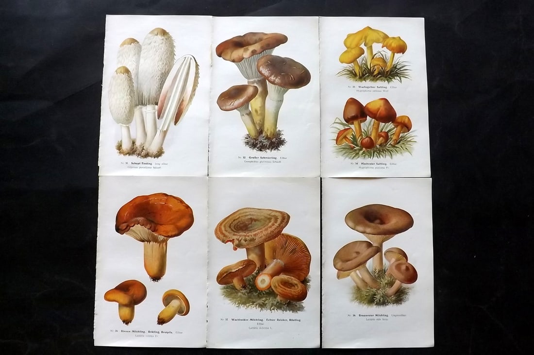 Michael, Edmund 1907 Lot of 6 Antique Mushroom Prints: Offset Lithograph Published 1907, Zwickau, Germany for "Fuhrer fur Pilzfreunde" by Edmund Michael. Paper Size: 8 x 5 inch (20 x 13cm) Text to the reverse but none showing through front side. Some with