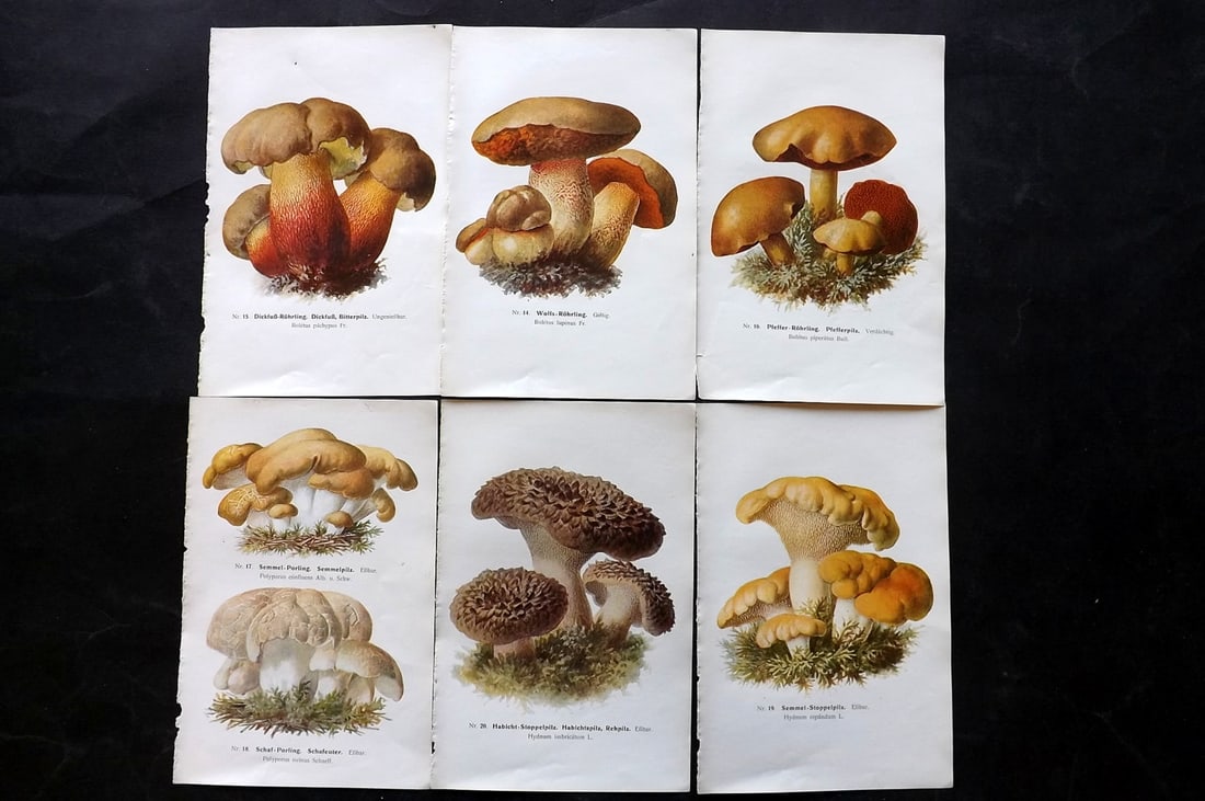 Michael, Edmund 1907 Lot of 6 Antique Mushroom Prints: Offset Lithograph Published 1907, Zwickau, Germany for "Fuhrer fur Pilzfreunde" by Edmund Michael. Paper Size: 8 x 5 inch (20 x 13cm) Text to the reverse but none showing through front side. Some with