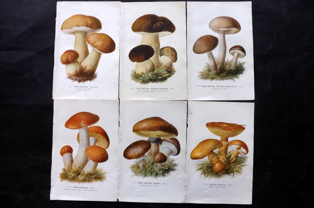 Michael, Edmund 1907 Lot of 6 Antique Mushroom Prints: Offset Lithograph Published 1907, Zwickau, Germany for "Fuhrer fur Pilzfreunde" by Edmund Michael. Paper Size: 8 x 5 inch (20 x 13cm) Text to the reverse but none showing through front side. Some with