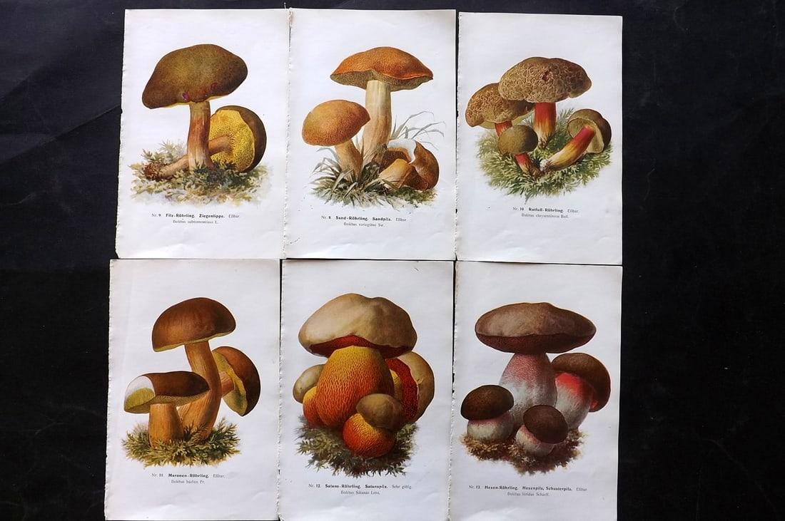 Michael, Edmund 1907 Lot of 6 Antique Mushroom Prints: Offset Lithograph Published 1907, Zwickau, Germany for "Fuhrer fur Pilzfreunde" by Edmund Michael. Paper Size: 8 x 5 inch (20 x 13cm) Text to the reverse but none showing through front side. Some with