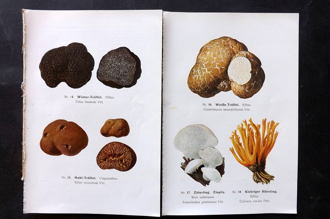 Michael, Edmund 1917 Pair of Antique Mushroom Prints: Offset Lithograph Published 1917, Zwickau, Germany for "Fuhrer fur Pilzfreunde" by Edmund Michael. Paper Size: 8 x 5 inch (20 x 13cm) Text to the reverse but none showing through front side. Good Cond