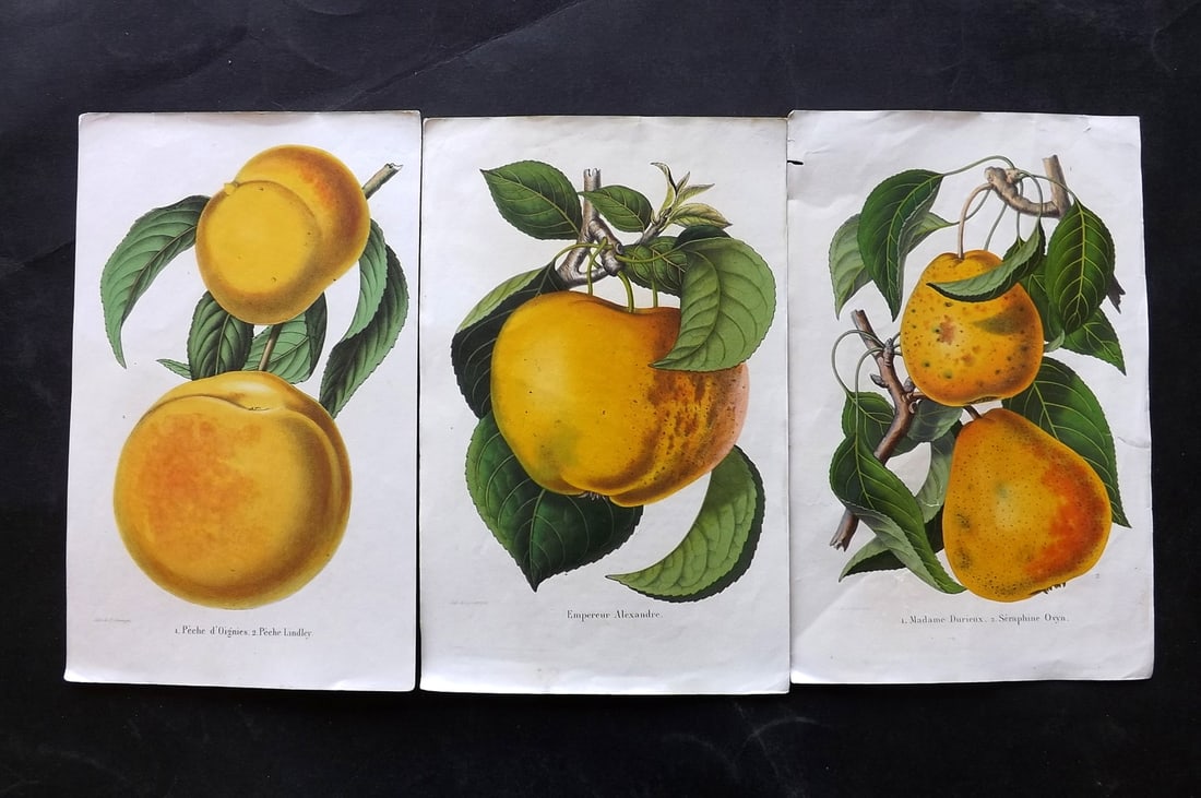 Morren & Severeyns C1860 Lot of 3 Fruit Prints (1 of 2)