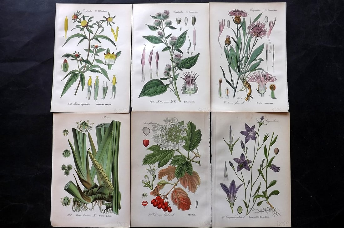 Thome, Otto 1903 Lot of 6 Antique Botanical Prints (1 of 2)