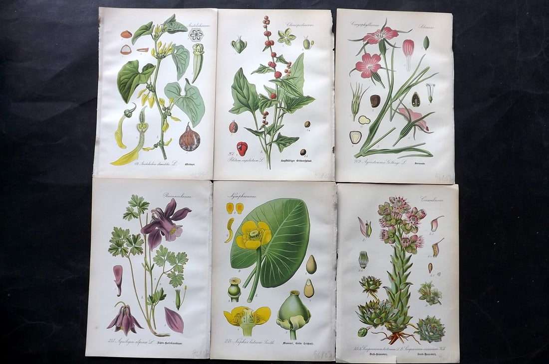 Thome, Otto 1903 Lot of 6 Antique Botanical Prints (1 of 2)