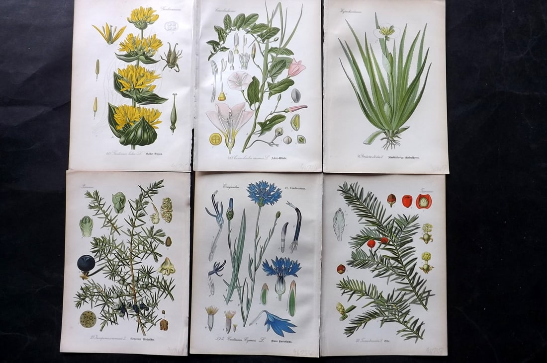 Thome, Otto 1903 Lot of 6 Antique Botanical Prints: Chromolithograph Published 1903-05, Verlag, Germany for "Flora von Deutschland, Osterreich und der Schweiz" by Otto Wilhelm Thome et al. Paper Size: 8.5 x 6 inch (22 x 15cm) Good Condition