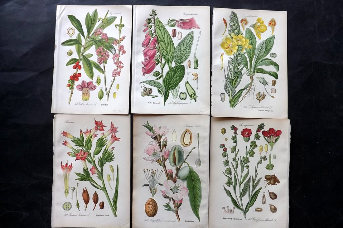 Thome, Otto 1903 Lot of 6 Antique Botanical Prints (1 of 2)