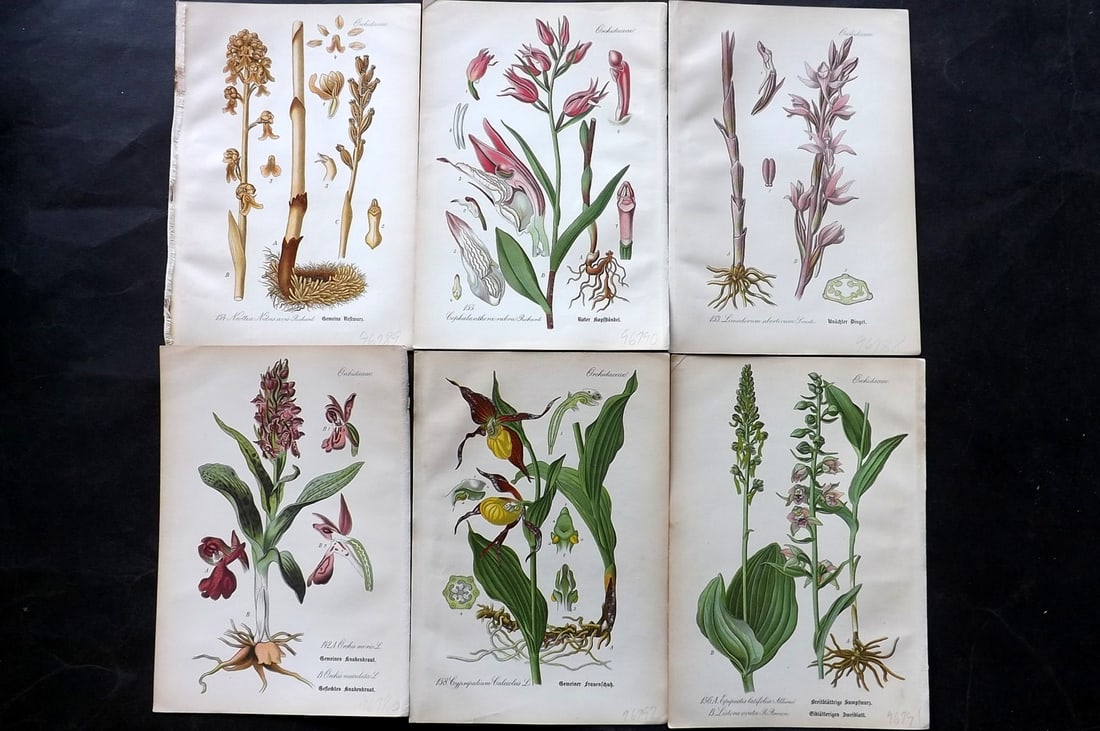 Thome, Otto 1903 Lot of 6 Antique Botanical Prints. Orchids (1 of 2)