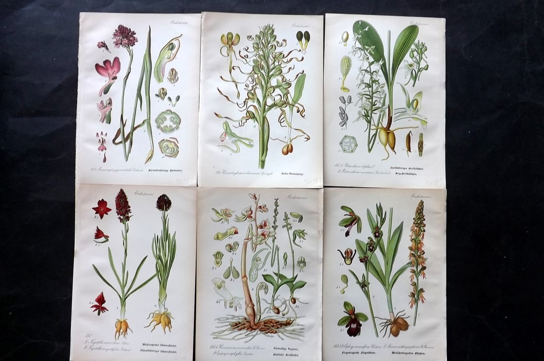 Thome, Otto 1903 Lot of 6 Antique Botanical Prints. Orchids: Chromolithograph Published 1903-05, Verlag, Germany for "Flora von Deutschland, Osterreich und der Schweiz" by Otto Wilhelm Thome et al. Paper Size: 8.5 x 6 inch (22 x 15cm) Good Condition