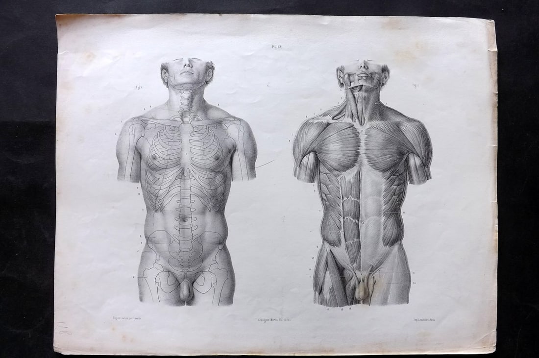Fau, Dr. Julian 1849 Folio Anatomy Print. Front Torso 10: Folio Lithograph Published 1849, London for "The Anatomy of the External Forms of Man" by Dr. Julian Fau. Lithographed by Leveille. Edited by Robert Knox. Paper Size: 14 x 10 inch (36 x 25cm) Minor to