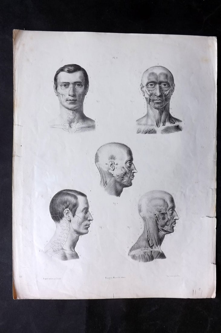 Fau, Dr. Julian 1849 Folio Anatomy Print. Head 09: Folio Lithograph Published 1849, London for "The Anatomy of the External Forms of Man" by Dr. Julian Fau. Lithographed by Leveille. Edited by Robert Knox. Paper Size: 14 x 10 inch (36 x 25cm) Minor to