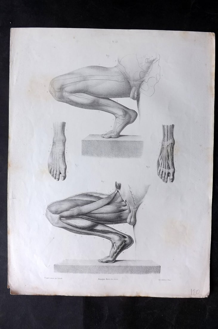 Fau, Dr. Julian 1849 Folio Anatomy Print. Inner Leg and Groin 23: Folio Lithograph Published 1849, London for "The Anatomy of the External Forms of Man" by Dr. Julian Fau. Lithographed by Leveille. Edited by Robert Knox. Paper Size: 14 x 10 inch (36 x 25cm) Minor to