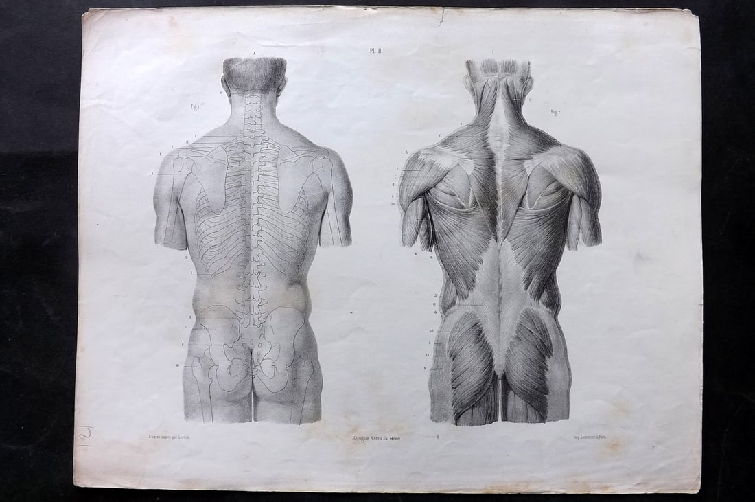 Fau, Dr. Julian 1849 Folio Anatomy Print. Rear Torso 11 (1 of 2)