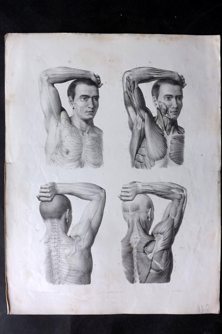 Fau, Dr. Julian 1849 Folio Anatomy Print. Shoulder 17: Folio Lithograph Published 1849, London for "The Anatomy of the External Forms of Man" by Dr. Julian Fau. Lithographed by Leveille. Edited by Robert Knox. Paper Size: 14 x 10 inch (36 x 25cm) Minor to