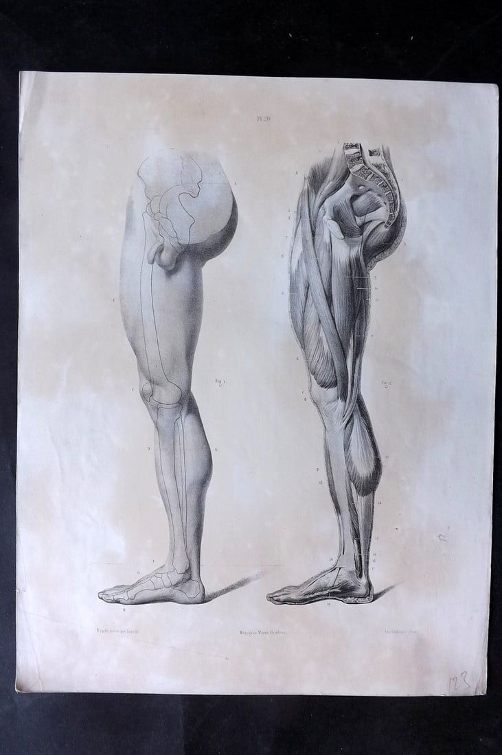 Fau, Dr. Julian 1849 Folio Anatomy Print. Side View of Legs 20: Folio Lithograph Published 1849, London for "The Anatomy of the External Forms of Man" by Dr. Julian Fau. Lithographed by Leveille. Edited by Robert Knox. Paper Size: 14 x 10 inch (36 x 25cm) Toning p