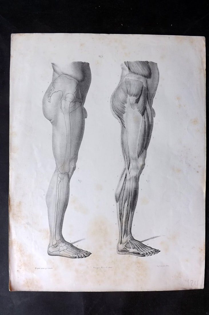 Fau, Dr. Julian 1849 Folio Anatomy Print. Side View of Legs 21: Folio Lithograph Published 1849, London for "The Anatomy of the External Forms of Man" by Dr. Julian Fau. Lithographed by Leveille. Edited by Robert Knox. Paper Size: 14 x 10 inch (36 x 25cm) Minor to