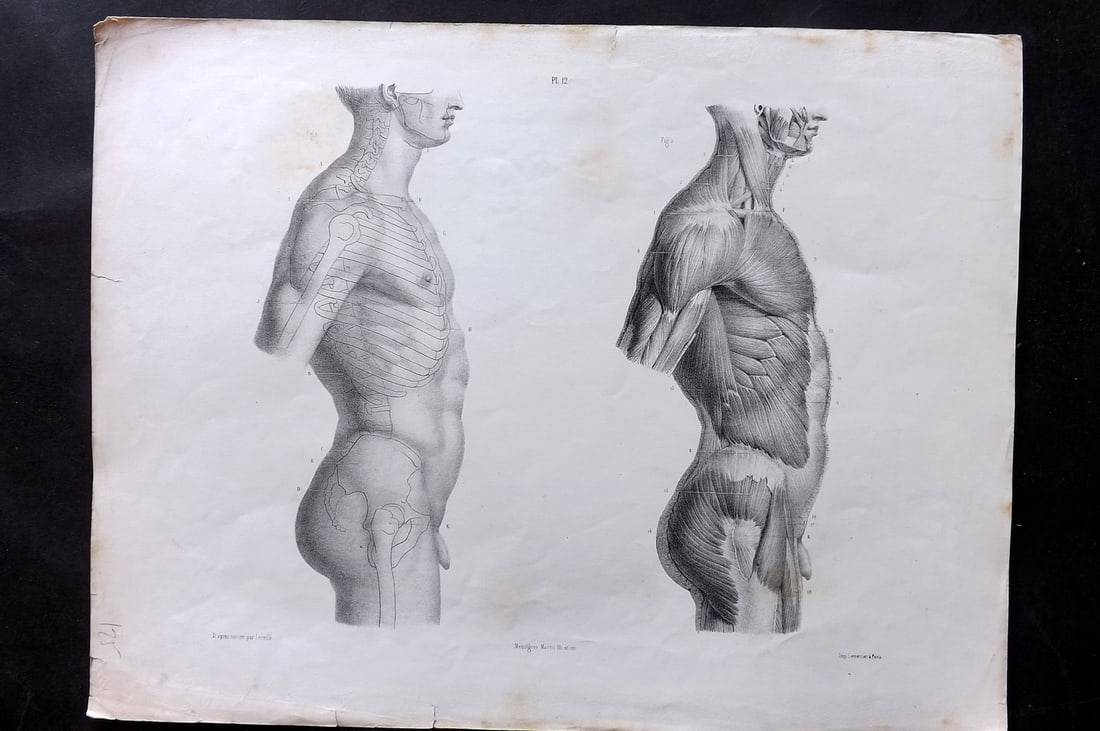 Fau, Dr. Julian 1849 Folio Anatomy Print. Side view of Torso 12: Folio Lithograph Published 1849, London for "The Anatomy of the External Forms of Man" by Dr. Julian Fau. Lithographed by Leveille. Edited by Robert Knox. Paper Size: 14 x 10 inch (36 x 25cm) Minor to