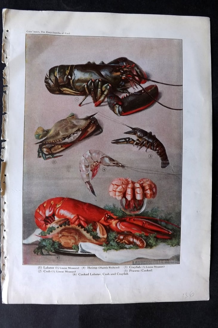 Ward, Artemas 1923 Food Print. Lobsters, Shrimp & Crab: Offset Lithographs Published 1923, New York for "The Encyclopedia of Food" by Artemas Ward. Paper Size: 10.5 x 7.5 inch (27 x 19cm) Discrete ink library stamp on edge of bottom image. Minor corner mar