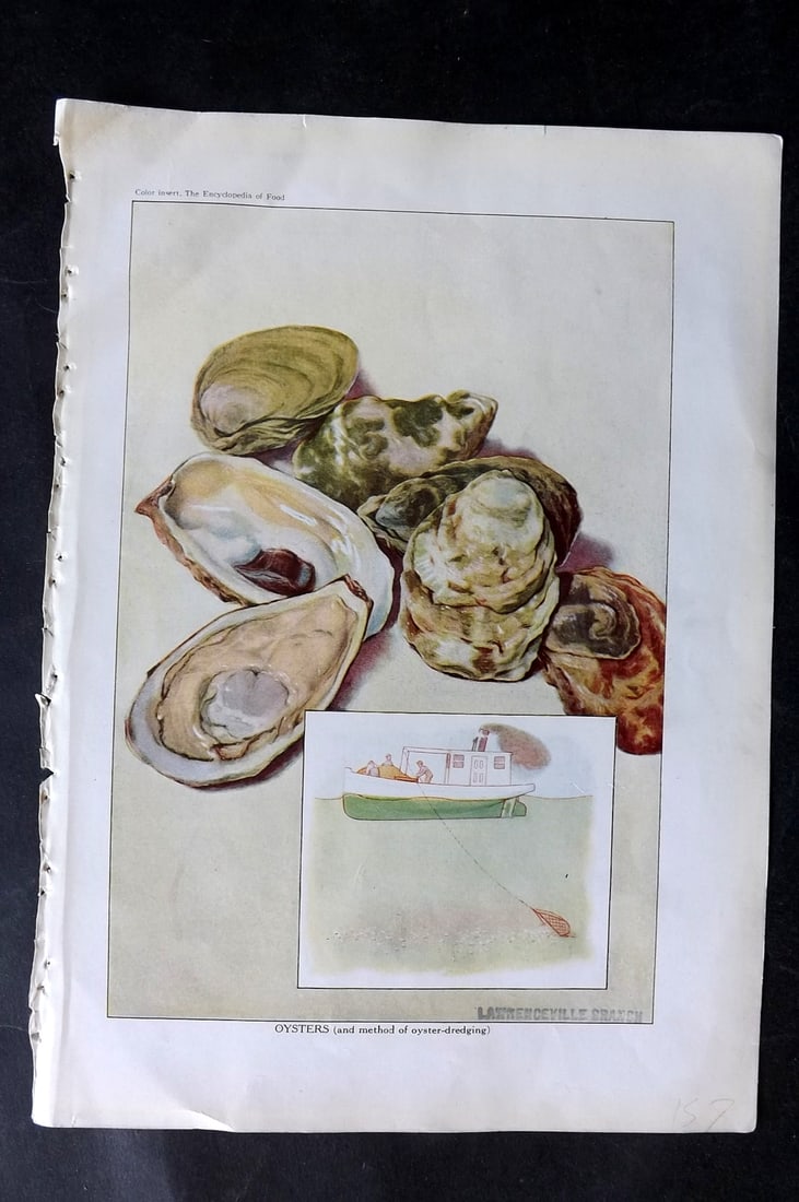 Ward, Artemas 1923 Food Print. Oysters: Offset Lithographs Published 1923, New York for "The Encyclopedia of Food" by Artemas Ward. Paper Size: 10.5 x 7.5 inch (27 x 19cm) Discrete ink library stamp on edge of bottom image. Minor corner wri