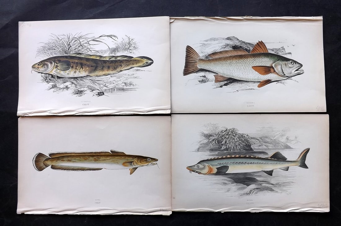 Couch, Jonathan 1869 Lot of 4 Antique Fish Prints: Colour Printed Woodblock Published 1868-69, London for "A History of the Fishes of the British Islands" First Edition by Jonathan Couch. Paper Size: 9.5 x 6 inch (25 x 15cm) Good Condition