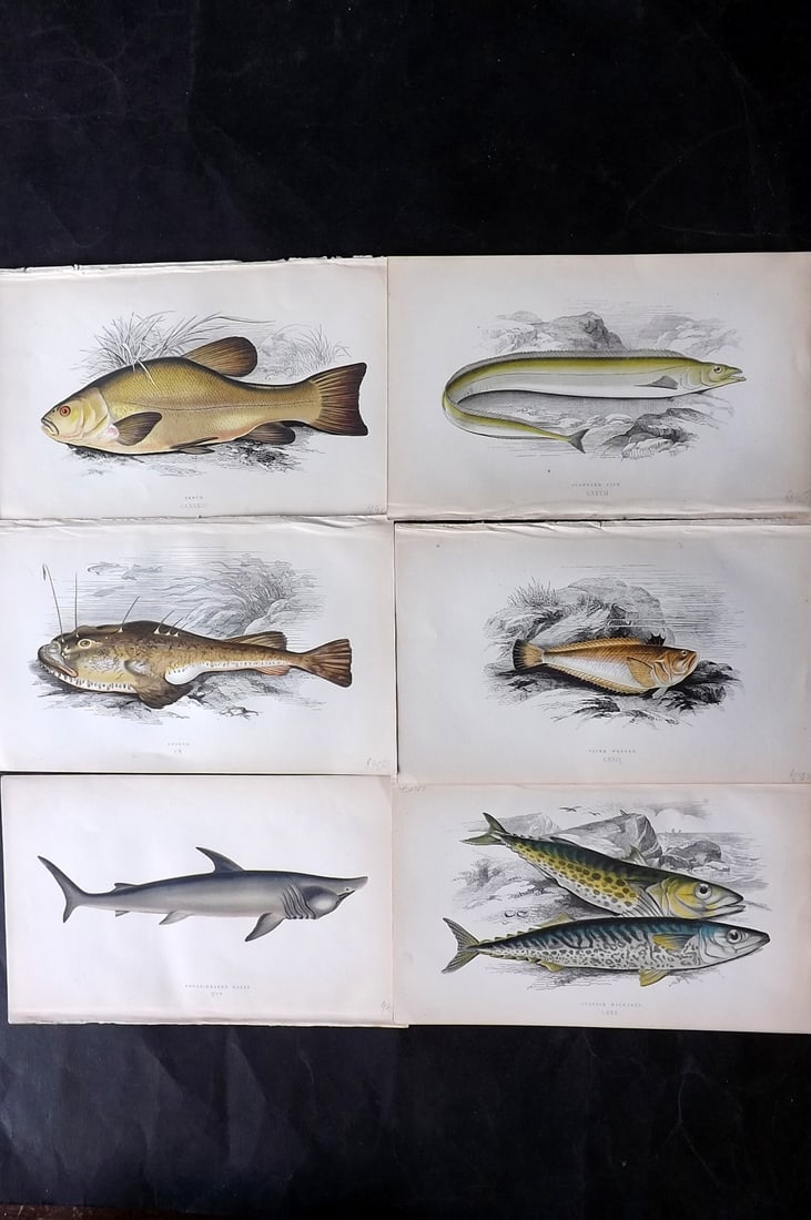 Couch, Jonathan 1869 Lot of 6 Antique Fish Prints: Colour Printed Woodblock Published 1868-69, London for "A History of the Fishes of the British Islands" First Edition by Jonathan Couch. Paper Size: 9.5 x 6 inch (25 x 15cm) Good Condition