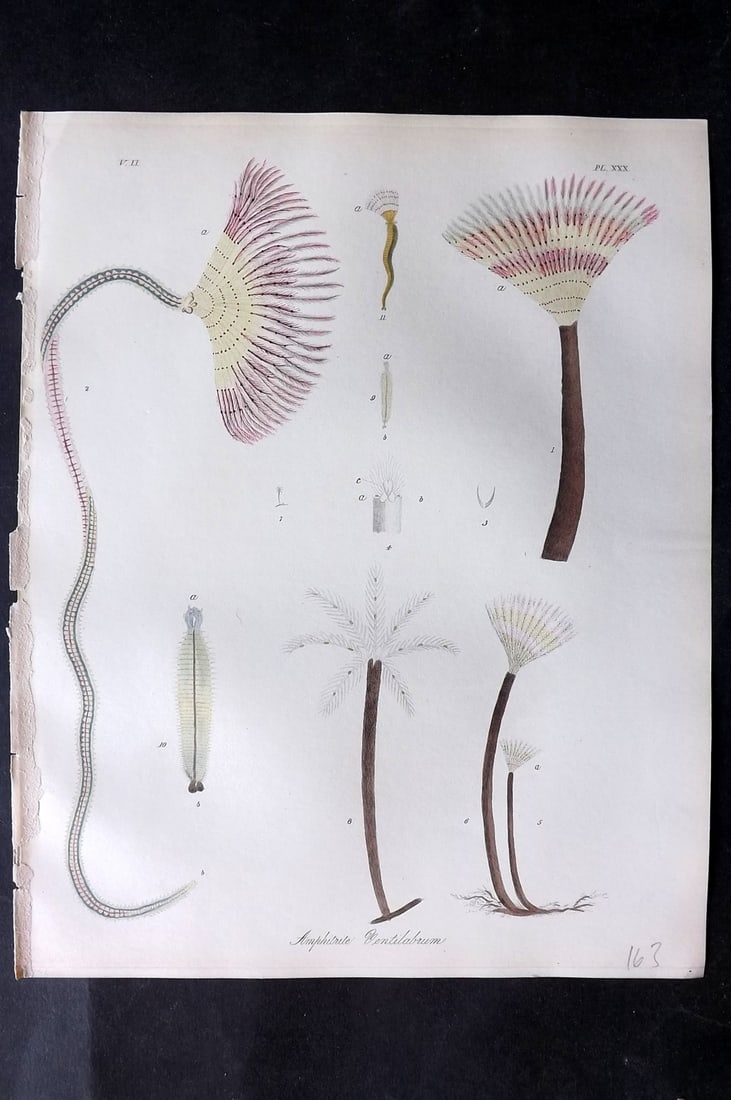 Dalyell. John 1853 Scarce Hand Col Print. Amphitrite Ventilabrum 30: Hand Colored Etching Published 1851-58, London for "The Powers of the Creator displayed in the Creation..." by Sir John Graham Dalyell. Paper Size: 11 x 8.5 inch (28 x 22cm) Good Condition