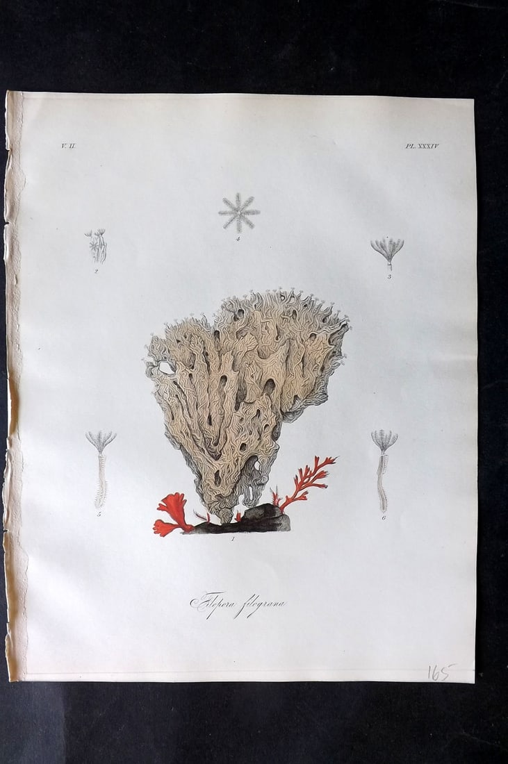 Dalyell. John 1853 Scarce Hand Col Print. Filipora Filograna 34: Hand Colored Etching Published 1851-58, London for "The Powers of the Creator displayed in the Creation..." by Sir John Graham Dalyell. Paper Size: 11 x 8.5 inch (28 x 22cm) Good Condition