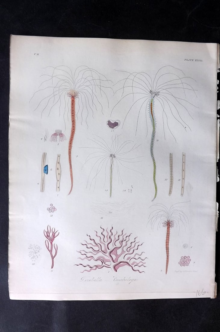 Dalyell. John 1853 Scarce Hand Col Print. Terebella Conchilega 28: Hand Colored Etching Published 1851-58, London for "The Powers of the Creator displayed in the Creation..." by Sir John Graham Dalyell. Paper Size: 11 x 8.5 inch (28 x 22cm) Good Condition