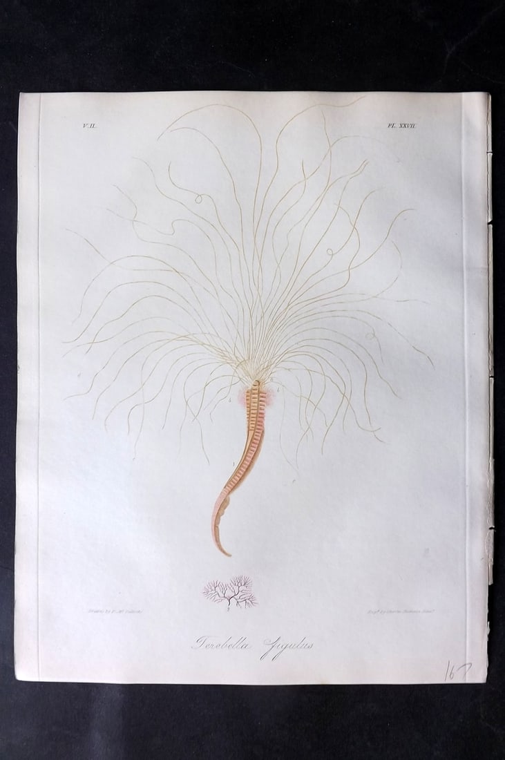 Dalyell. John 1853 Scarce Hand Col Print. Terebella Figulus 27: Hand Colored Etching Published 1851-58, London for "The Powers of the Creator displayed in the Creation..." by Sir John Graham Dalyell. Paper Size: 11 x 8.5 inch (28 x 22cm) Good Condition