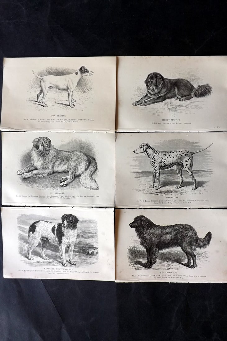 Dalziel, Hugh 1880's Lot of 6 Antique Dog Prints: Wood Engravings (Reverse side blank) Published 1880's, London for "British Dogs..." by Hugh Dalziel. Reverse side blank. Paper Size: 8 x 5 inch (21 x 13cm) Minor margin toning in parts, otherwise fine