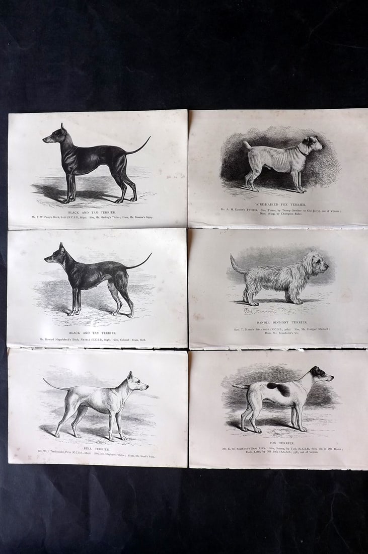 Dalziel, Hugh 1880's Lot of 6 Antique Dog Prints: Wood Engravings (Reverse side blank) Published 1880's, London for "British Dogs..." by Hugh Dalziel. Reverse side blank. Paper Size: 8 x 5 inch (21 x 13cm) Minor margin toning in parts, otherwise fine
