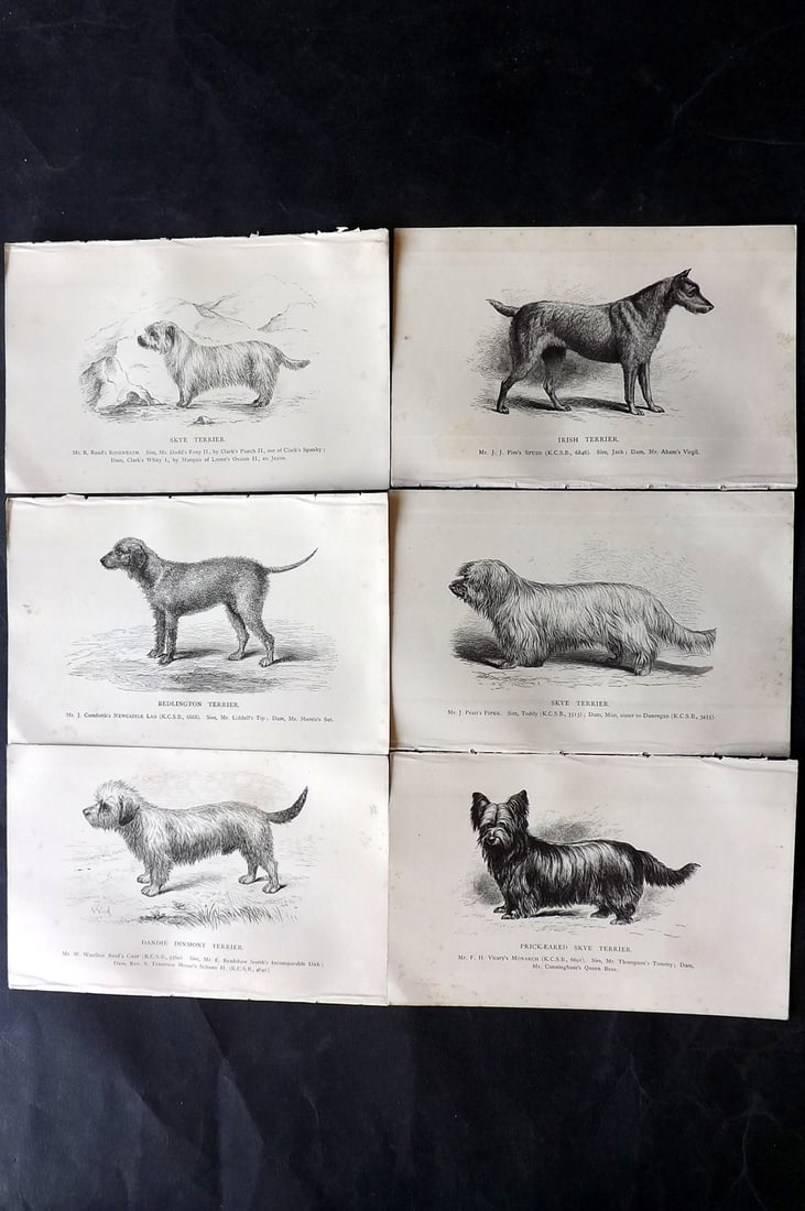 Dalziel, Hugh 1880's Lot of 6 Antique Dog Prints: Wood Engravings (Reverse side blank) Published 1880's, London for "British Dogs..." by Hugh Dalziel. Reverse side blank. Paper Size: 8 x 5 inch (21 x 13cm) Minor margin toning in parts, otherwise fine