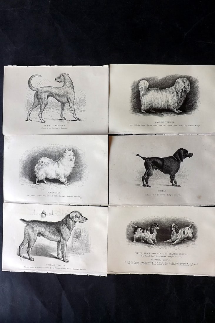 Dalziel, Hugh 1880's Lot of 6 Antique Dog Prints: Wood Engravings (Reverse side blank) Published 1880's, London for "British Dogs..." by Hugh Dalziel. Reverse side blank. Paper Size: 8 x 5 inch (21 x 13cm) Minor margin toning in parts, otherwise fine