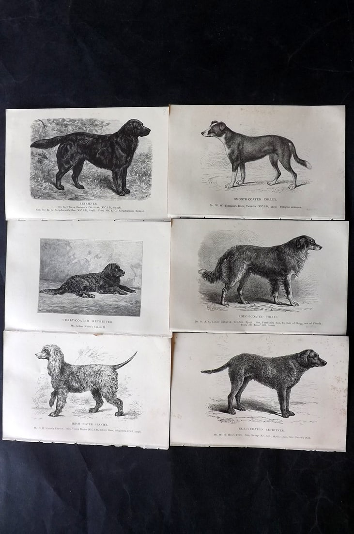 Dalziel, Hugh 1880's Lot of 6 Antique Dog Prints: Wood Engravings (Reverse side blank) Published 1880's, London for "British Dogs..." by Hugh Dalziel. Reverse side blank. Paper Size: 8 x 5 inch (21 x 13cm) Minor margin toning in parts, otherwise fine