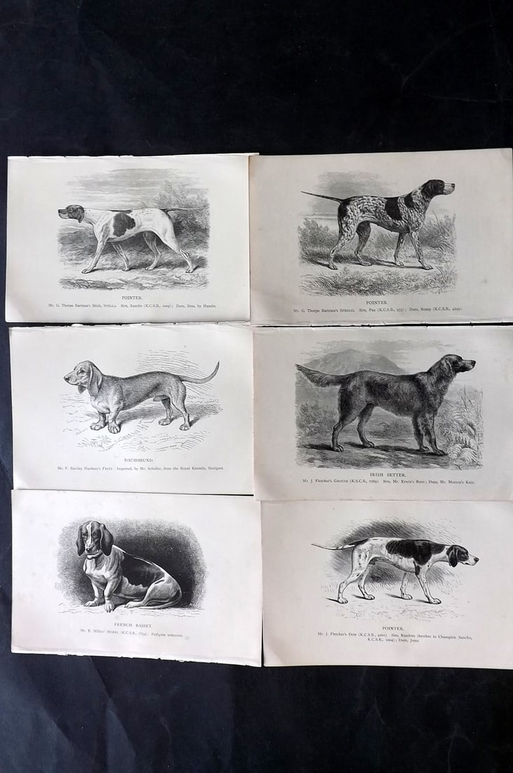 Dalziel, Hugh 1880's Lot of 6 Antique Dog Prints: Wood Engravings (Reverse side blank) Published 1880's, London for "British Dogs..." by Hugh Dalziel. Reverse side blank. Paper Size: 8 x 5 inch (21 x 13cm) Minor margin toning in parts, otherwise fine