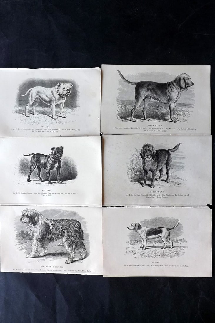 Dalziel, Hugh 1880's Lot of 6 Antique Dog Prints: Wood Engravings (Reverse side blank) Published 1880's, London for "British Dogs..." by Hugh Dalziel. Reverse side blank. Paper Size: 8 x 5 inch (21 x 13cm) Minor margin toning in parts, otherwise fine