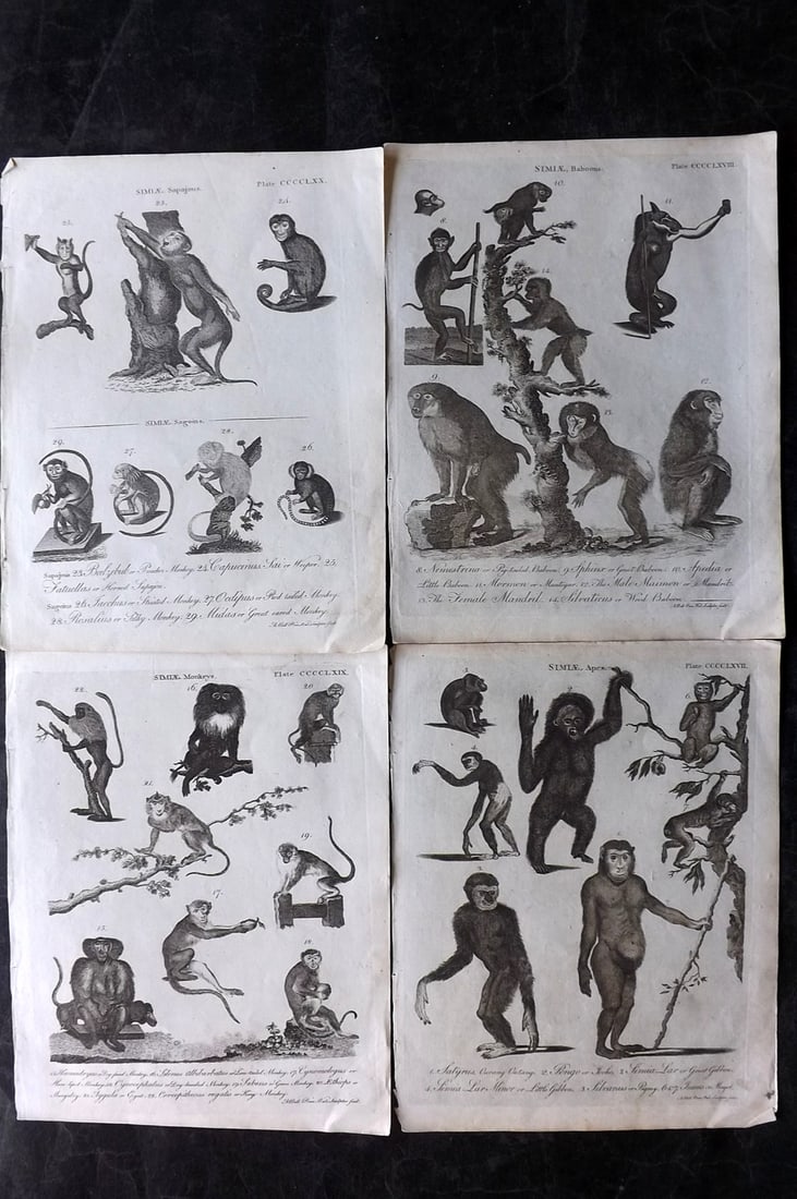Encyclopaedia Britannica C1790 Lot of 4 Antique Prints. Monkeys: Copper Plate Published 1787-97, Edinburgh for "Encyclopaedia Britannica" Third Edition Edited by Colin Macfarquhar and George Gleig et al. Paper Size: 10 x 8 inch (26 x 20cm) Good Condition