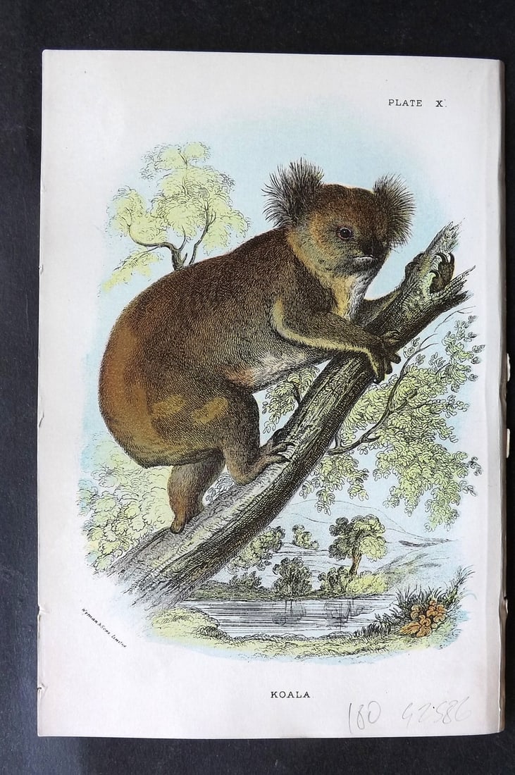 Lloyds's 1897 Antique Print. Koala, Australia Native: Chromolithographs Published 1894-97, London for "Lloyds's Natural History..." Edited by R. Bowdler Sharpe, W. F. Kirby, H. O. Forbes, R. Lydekker, and W. R. Olive-Grant. Illustrated after Keulemans, G