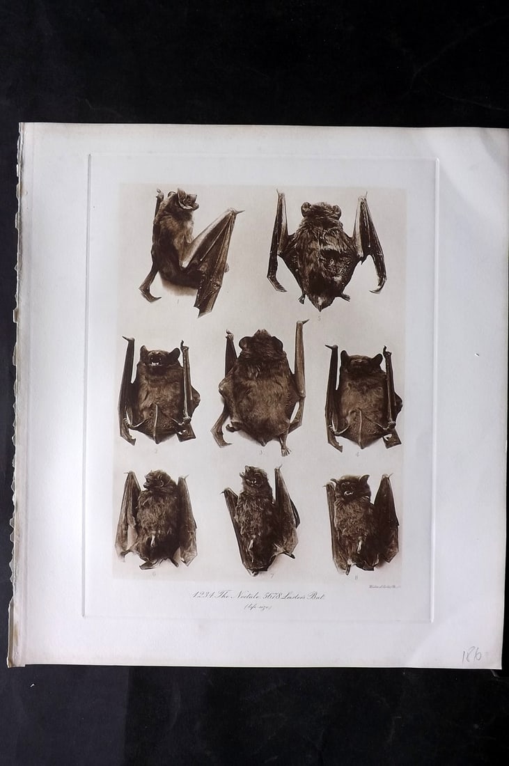 Millais, John 1904 Rare Folio Print. Bats - Noctule & Leister's Bat: Photogravure Published 1904, London for "The Mammals of Great Britain and Ireland" by John Guille Millais. Illustrated by Archibald Thorburn, George Lodge and the Author. Rare - Limited Edition of 102