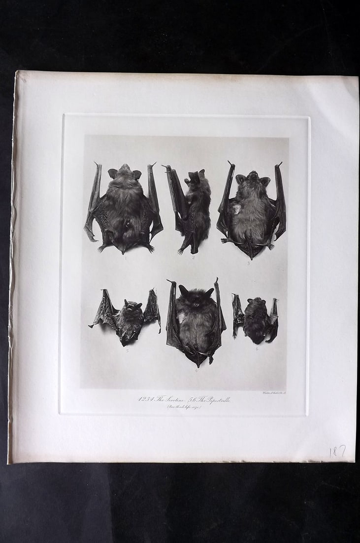 Millais, John 1904 Rare Folio Print. Bats - Serotine, Pipistrelle (1 of 1)