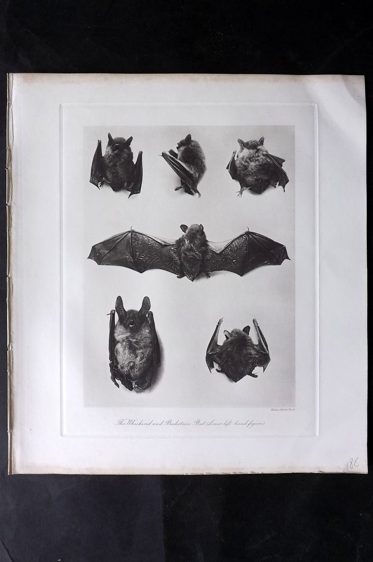 Millais, John 1904 Rare Folio Print. Bats - Whiskered and Bechstein Bat (1 of 1)