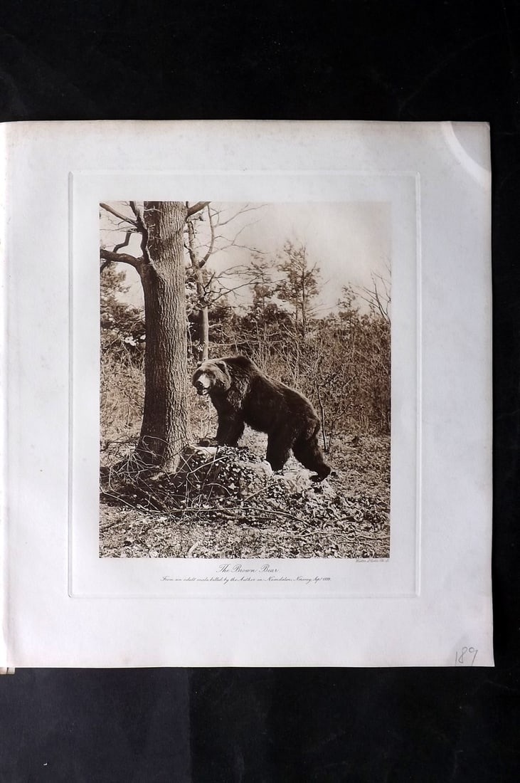 Millais, John 1904 Rare Folio Print. Brown Bear in Norway (1 of 1)