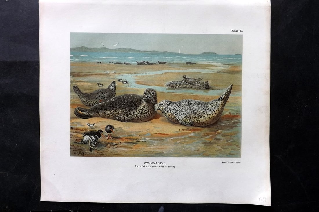 Millais, John 1904 Rare Folio Print. Common Seal 31 (1 of 1)
