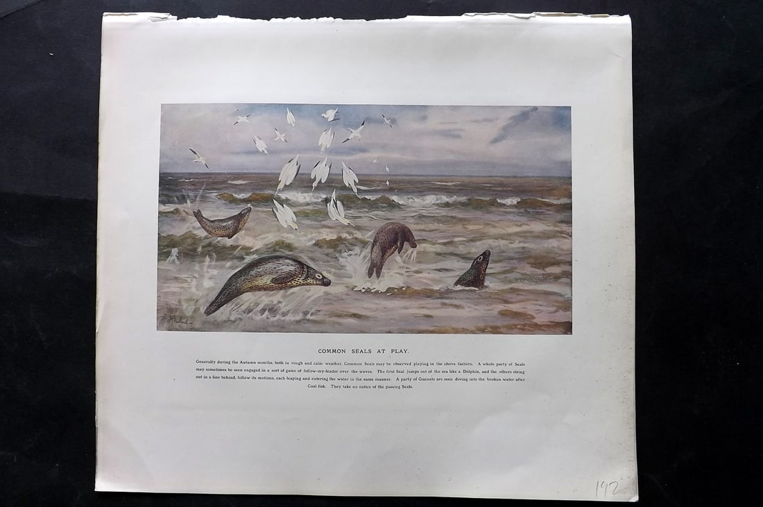 Millais, John 1904 Rare Folio Print. Common Seals at Play (1 of 1)