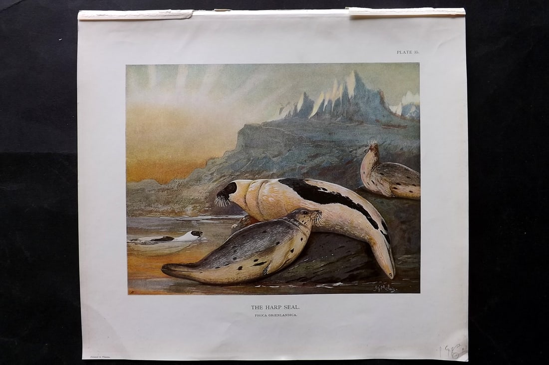 Millais, John 1904 Rare Folio Print. Harp Seal 35: Offset Lithograph Published 1904, London for "The Mammals of Great Britain and Ireland" by John Guille Millais. Illustrated by Archibald Thorburn, George Lodge and the Author. Rare - Limited Edition o