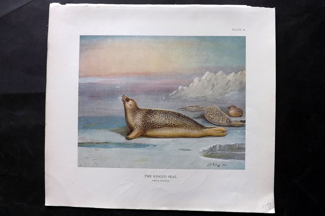Millais, John 1904 Rare Folio Print. Ringed Seal 34 (1 of 1)