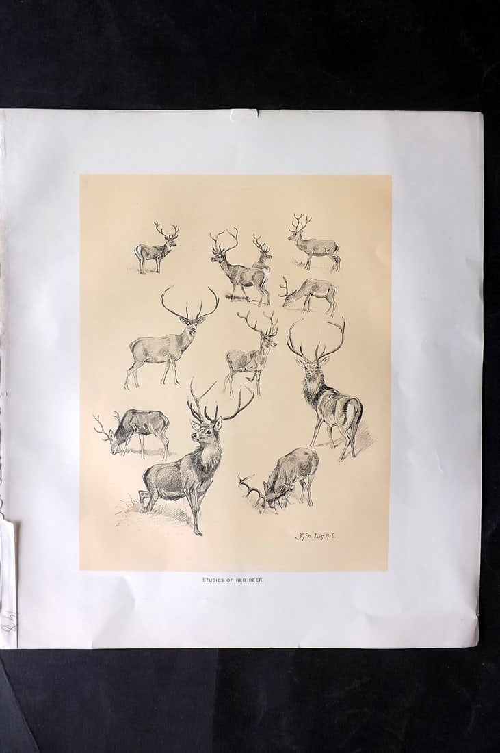 Millais, John 1904 Rare Folio Print. Studies of Red Deer: Lithograph Published 1904, London for "The Mammals of Great Britain and Ireland" by John Guille Millais. Illustrated by Archibald Thorburn, George Lodge and the Author. Rare - Limited Edition of 1025.