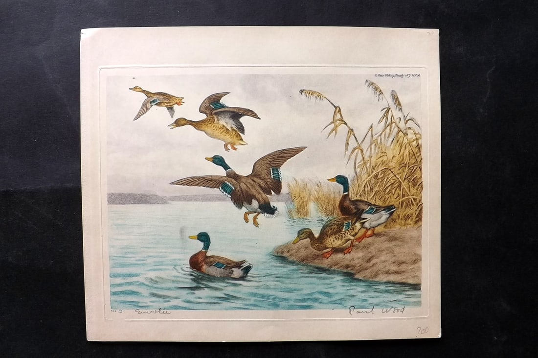 Wood, Paul C1935 Signed Bird Etching. Departure Geese Ducks (1 of 1)