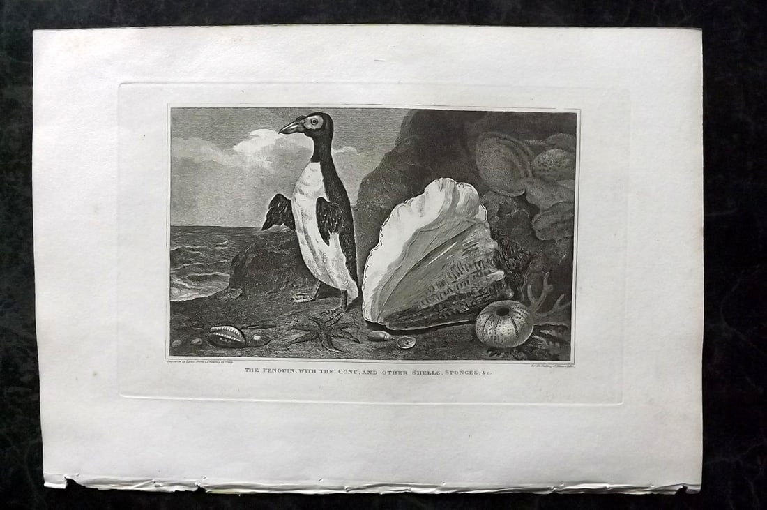 Polehampton, Edward 1823 Bird Print. Penguin, Conc and other Shells Sponges (1 of 1)